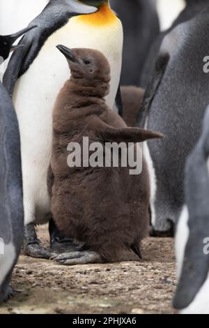 King Penquin juvenile, or chick, Aptenodytes Patagonicus, at Volunteer Point in The Falkland Islands. Stock Photo