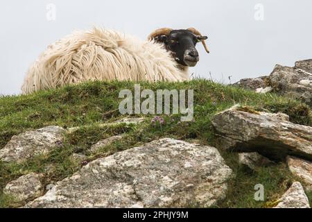 Sheep on Rocky Cliff looking straight at the Camera, Lewis, Isle of Lewis, Hebrides, Outer Hebrides, Western Isles, Scotland, United Kingdom Stock Photo