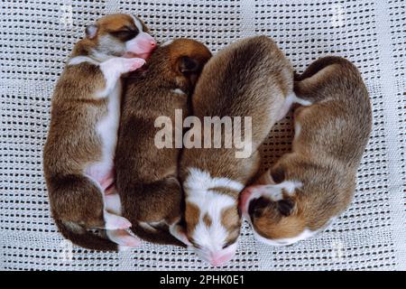 Top view of four well-fed two-month-old puppies of dog pembroke welsh corgi dreaming sleep lying in row on white cotton plaid. Pet love, pet care, dog Stock Photo