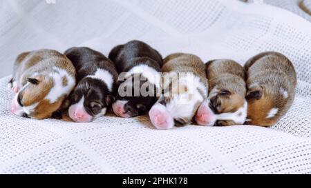 Portrait of six lovable two-month-old puppies of dog pembroke welsh corgi napping sleeping lying in row on white cotton plaid. Pet love, pet care, dog Stock Photo