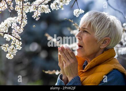 Afraid mature woman sneezing in napkin in front of blooming tree. Spring allergy attack concept Stock Photo
