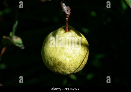 A pear is ripening in the sunshine Stock Photo