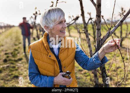 Mature couple pruning branches of fruit trees in orchard in early spring time Stock Photo