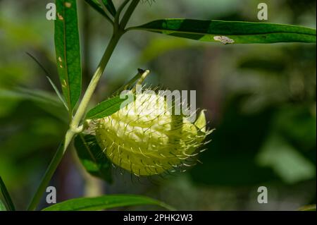 Swan plant seed pods are very spikey Stock Photo