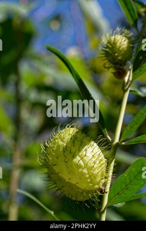 A swan plant is growing seeds in a seed pod. The will disperse and grow next year. Stock Photo