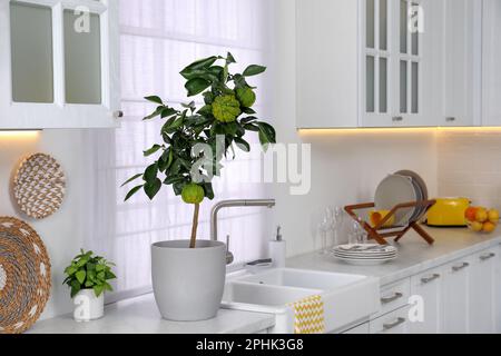 Potted bergamot tree with ripe fruits on countertop in kitchen Stock Photo