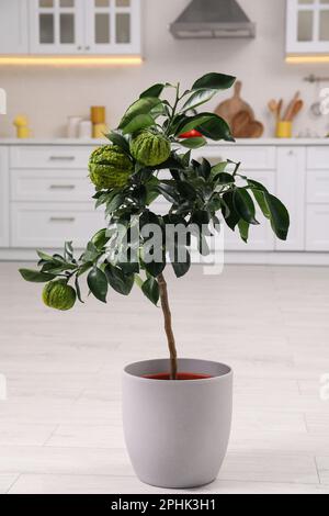 Potted bergamot tree with ripe fruits on floor in kitchen Stock Photo