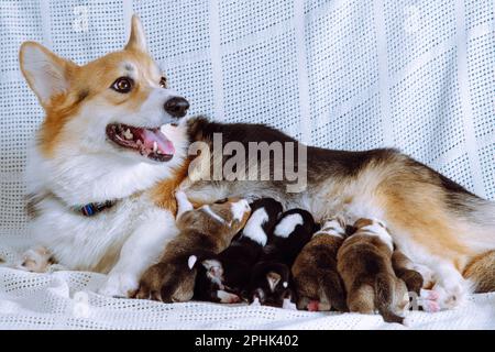 Side view of wonderful dog pembroke welsh corgi feeding babies. Six two-month-old puppies lying sucking milk in different poses on white cotton plaid Stock Photo
