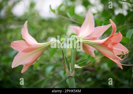 Pink colored Striped Barbados lily (Hippeastrum striatum) in bloom : (pix Sanjiv Shukla) Stock Photo
