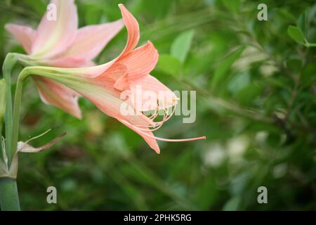 Pink colored Striped Barbados lily (Hippeastrum striatum) in bloom : (pix Sanjiv Shukla) Stock Photo