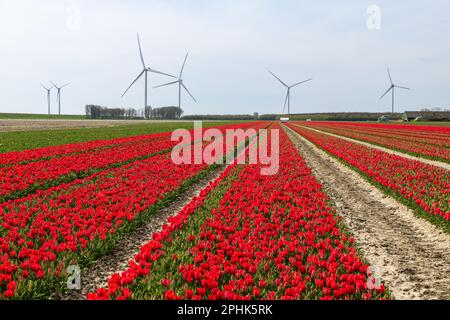 Red flowering tulip fields and wind turbines in the background during springime in The Netherlands. Stock Photo