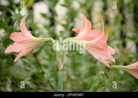 Pink colored Striped Barbados lily (Hippeastrum striatum) in bloom : (pix Sanjiv Shukla) Stock Photo