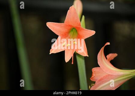 Pink colored Striped Barbados lily (Hippeastrum striatum) in bloom : (pix Sanjiv Shukla) Stock Photo