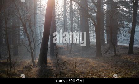 A Backlit Tree Stands Tall in the Mysterious Misty Forest Stock Photo