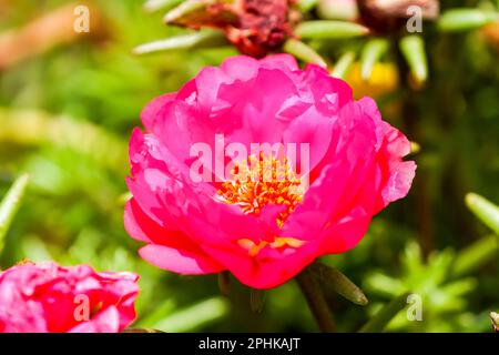 Portulaca grandiflora, portulaca vygie, moss rose, purslane flower closeup showing details of yellow stamens and pink petals which are open in summer Stock Photo