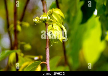 A cananga odorata flower, known as the cananga, selected focus Stock Photo