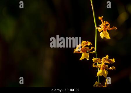 Cymbidium hartinahianum and water drops, in shallow focus, is an orchid endemic to North Sumatra, Indonesia. Stock Photo