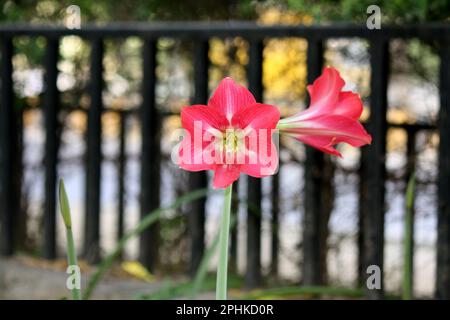 Red colored Striped Barbados lily (Hippeastrum striatum) in bloom : (pix Sanjiv Shukla) Stock Photo