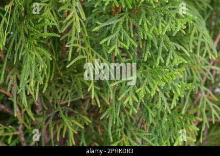 Close-up view of the green thuja branches Stock Photo