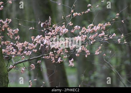 Dead leaves Stock Photo
