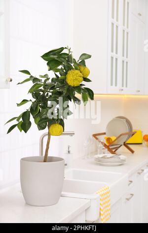 Potted bergamot tree with ripe fruits on countertop in kitchen Stock Photo