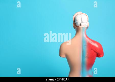 Human anatomy mannequin showing brain and muscles on light blue background. Space for text Stock Photo