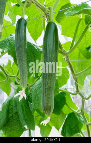 Cucumis sativus Carmen, cucumber Carmen, straight fruits are hanging on climbing plants inside a greenhouse Stock Photo