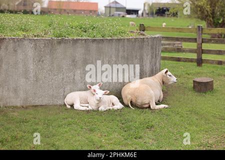 Cute funny sheep resting outdoors on spring day Stock Photo