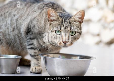 Cute young tabby cat eating Stock Photo
