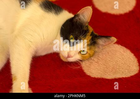 Portrait of three colored female cat lying on the red blanket on sofa Stock Photo