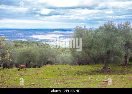 Black sheeps grazing at Alor Mountains hillside. Olivenza, Badajoz, Extremadura, Spain Stock Photo
