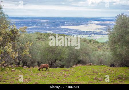 Black sheeps grazing at Alor Mountains hillside. Olivenza, Badajoz, Extremadura, Spain Stock Photo
