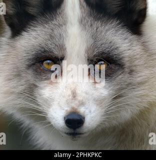 Red Fox Coat Colour