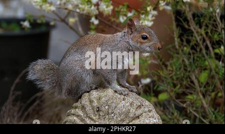 The eastern gray squirrel, also known, particularly outside of North America, Stock Photo