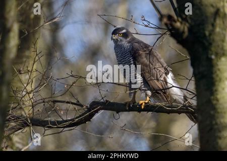 in old woods... Northern Goshawk ( Accipiter gentilis ), female goshawk on the hunt Stock Photo