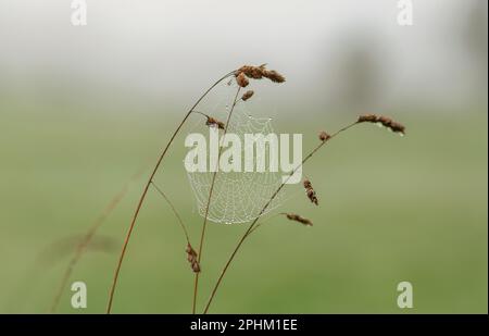 Cobweb hanging from grasses with drops of mosture on a misty autumn morning. Shapes of the spider's web shown by round drips of dew on a foggy morning Stock Photo