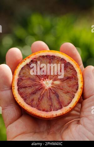 Oranges Sanguinelli. Stock Photo