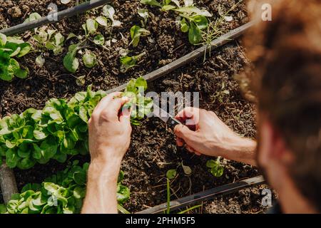 A high angle of a person collecting fresh lamb's lettuce from the garden Stock Photo