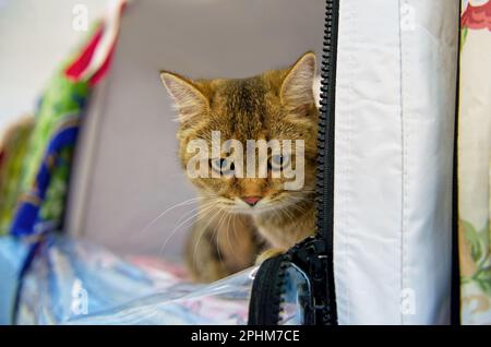 A sad cat of the British breed of red color is sitting in an exhibition tent. Close-up. Stock Photo