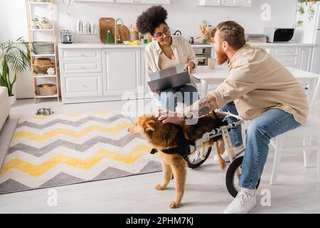 African american woman holding laptop and talking to boyfriend near handicapped dog at home,stock image Stock Photo