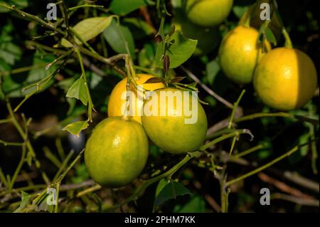 Almost ripe lemon fruits are hanging on a branch. Close-up. Stock Photo