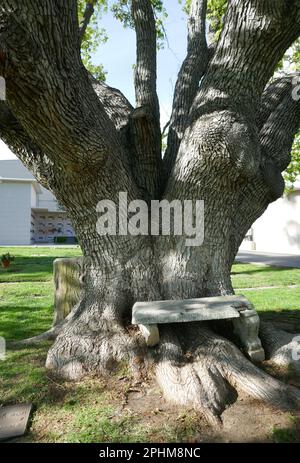Los Angeles, California, USA 27th March 2023 A general view of atmosphere at Pierce Brothers Westwood Village Memorial Park Cemetery on March 27, 2023 in Los Angeles, California, USA. Photo by Barry King/Alamy Stock Photo Stock Photo