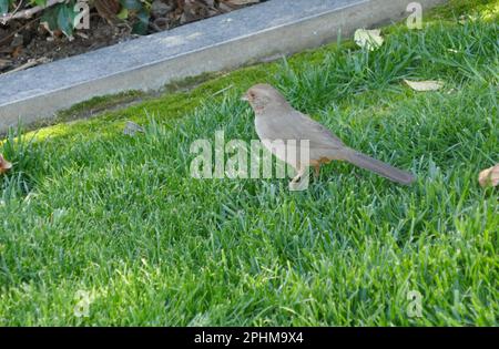 Los Angeles, California, USA 27th March 2023 Bird at Pierce Brothers Westwood Village Memorial Park Cemetery on March 27, 2023 in Los Angeles, California, USA. Photo by Barry King/Alamy Stock Photo Stock Photo
