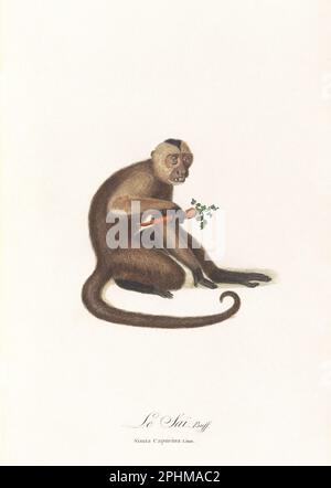 Antique monkey illustration. Simia Capucina Stock Photo