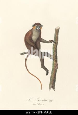Antique monkey illustration. Simia Cephus Stock Photo