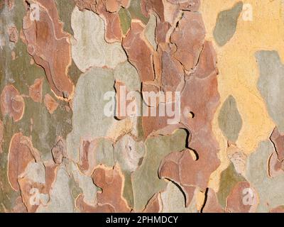 Strange, irregular patterns on a tree in my home town of Abingdon-on Thames in Oxfordshire. I suspect this is a Eucalyptus; they grow everywhere.   Th Stock Photo