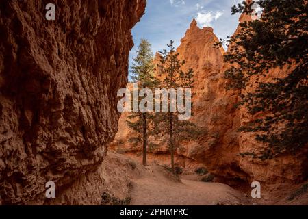 Pines Growing Along Wall Street In Bryce Canyon National Park Stock Photo
