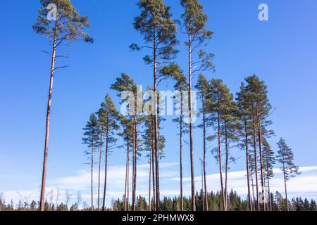 Pines left on a clearing area as seed trees Stock Photo