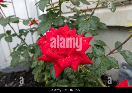 A crimson rose dotted with rain in the summer Stock Photo