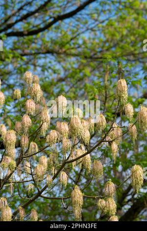 Italy, Lombardy, Box Elder, Acer Negundo, Female Flowers in Spring Stock Photo